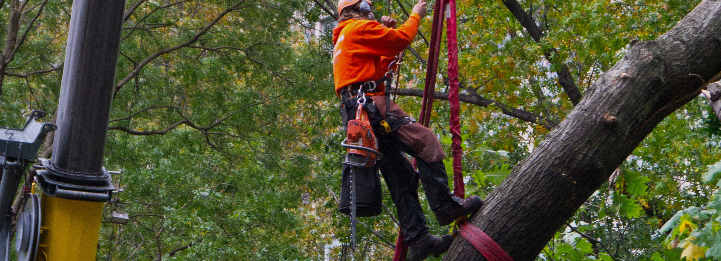 Tree Service & Tree Removal Baton Rouge | Arborist