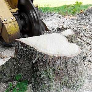 stump grinding service
