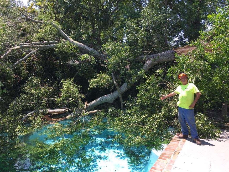Emergency removal of a fallen oak tree from a residential pool in Baton Rouge by Arbor Tech